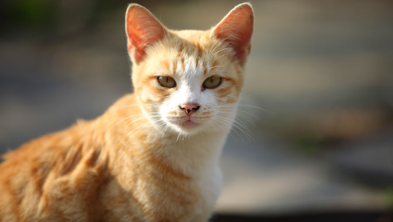Cat Names Female Indian Marathi